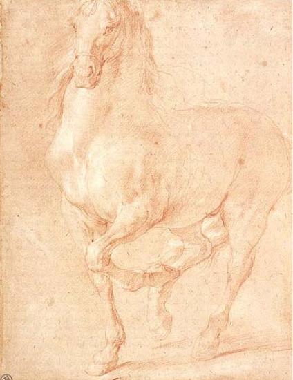 PUGET, Pierre Study of a Horse oil painting picture